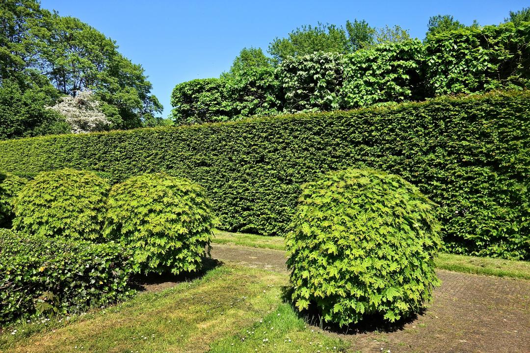 A group of trees and plants trimmed and shaped into attractive forms